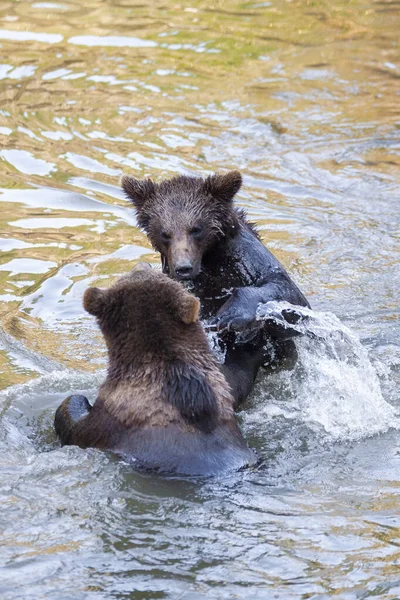 Мало Медвежат Играют Реке Аляске — стоковое фото