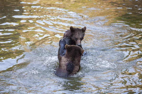 Λίγα Αρκουδάκια Παίζουν Στο Ποτάμι Κάπου Στην Αλάσκα — Φωτογραφία Αρχείου
