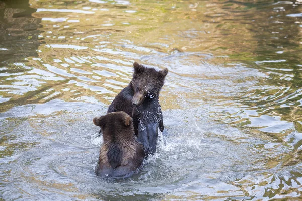 Niewiele Niedźwiedzi Bawi Się Rzece Gdzieś Alasce — Zdjęcie stockowe