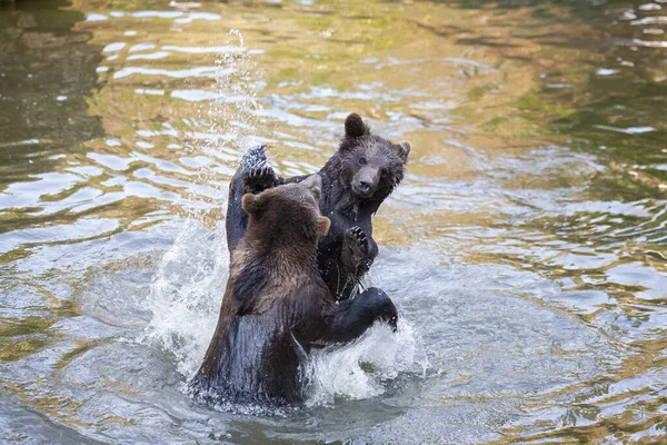在阿拉斯加的某个地方 很少有熊宝宝在河里玩耍 — 图库照片