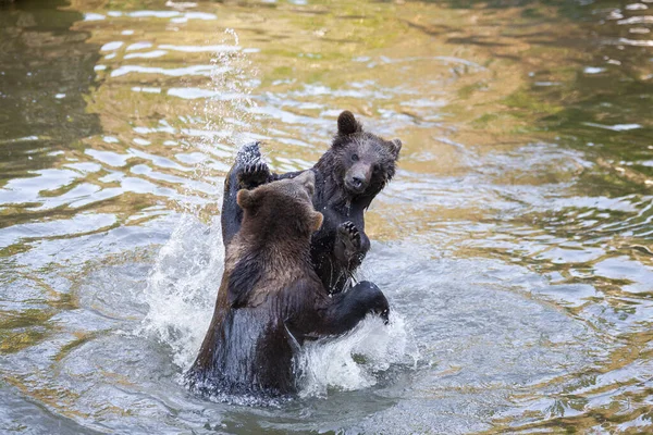 Pocos Cachorros Oso Jugando Río Algún Lugar Alaska —  Fotos de Stock