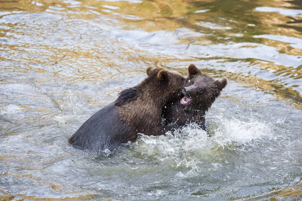 アラスカのどこかで遊んでいる熊の赤ちゃんはほとんどいません — ストック写真