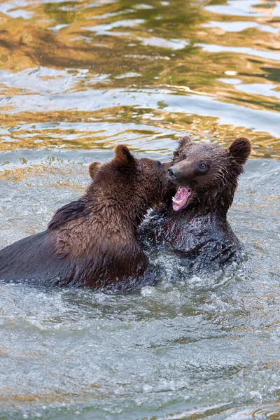 Few Bear Cubs Playing River Somewhere Alaska — Stock Photo, Image
