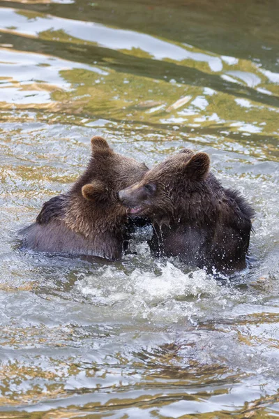 Poucos Filhotes Urso Brincando Rio Algum Lugar Alasca — Fotografia de Stock