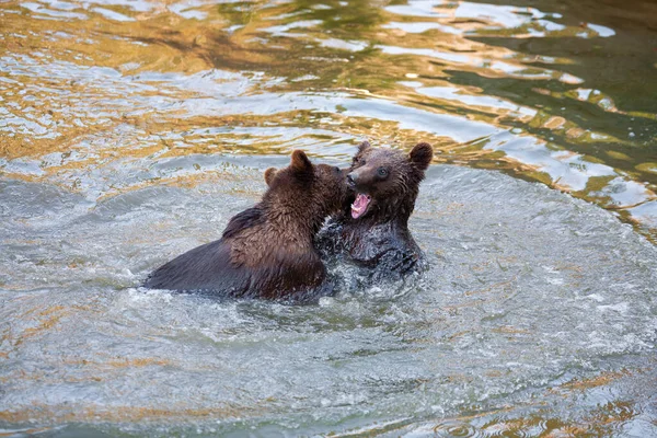 Nur Wenige Bärenjungen Spielen Irgendwo Alaska Einem Fluss — Stockfoto