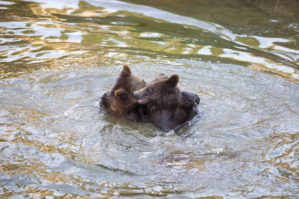 Några Björnungar Leker Floden Någonstans Alaska — Stockfoto