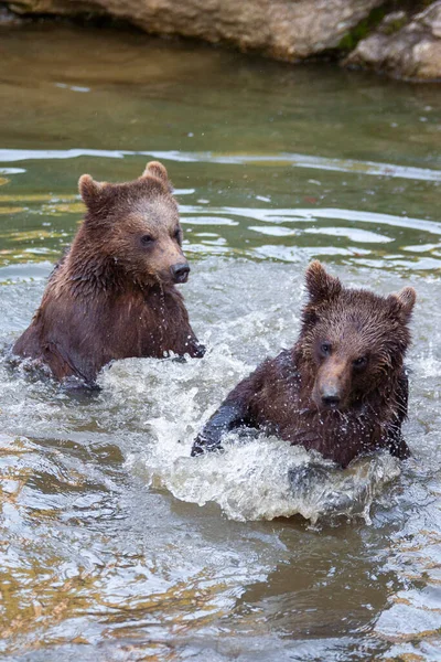 Alaska Bir Yerlerde Nehirde Çok Ayı Yavrusu Oynuyor — Stok fotoğraf