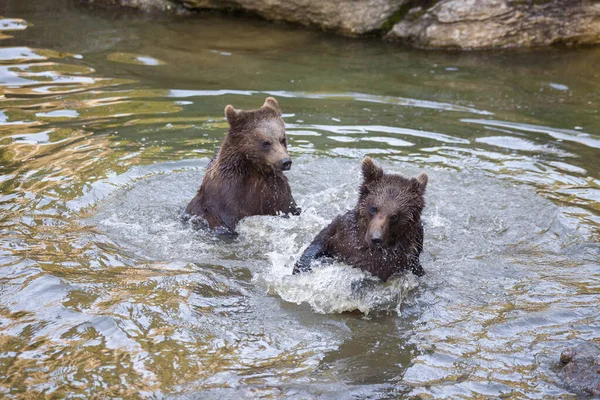 Few Bear Cubs Playing River Somewhere Alaska — Stock Photo, Image