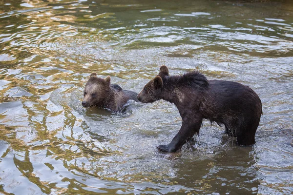 Poucos Filhotes Urso Brincando Rio Algum Lugar Alasca — Fotografia de Stock