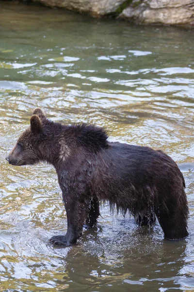 Poucos Filhotes Urso Brincando Rio Algum Lugar Alasca — Fotografia de Stock