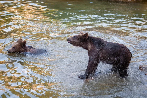 Niewiele Niedźwiedzi Bawi Się Rzece Gdzieś Alasce — Zdjęcie stockowe