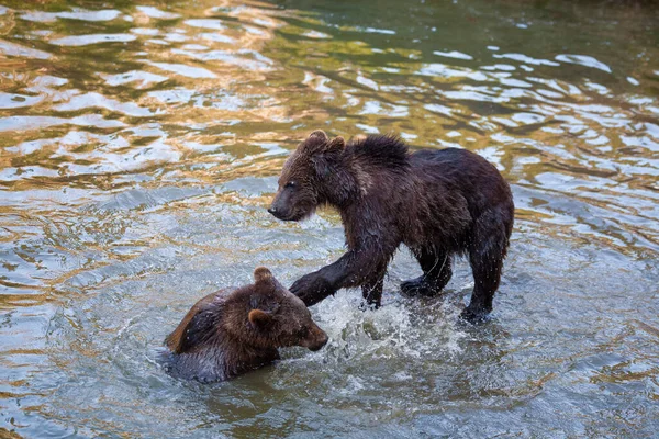 アラスカのどこかで遊んでいる熊の赤ちゃんはほとんどいません — ストック写真