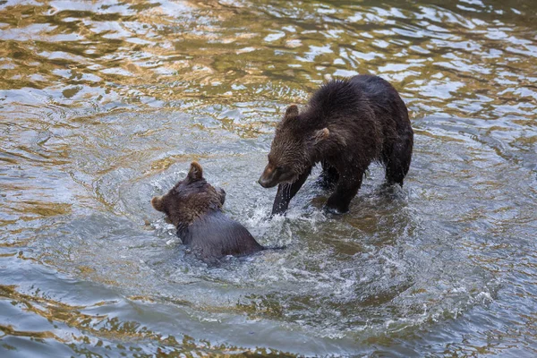 Pocos Cachorros Oso Jugando Río Algún Lugar Alaska — Foto de Stock