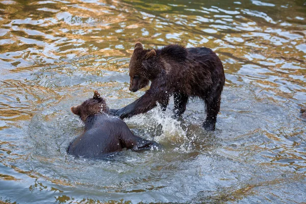 Alaska Bir Yerlerde Nehirde Çok Ayı Yavrusu Oynuyor — Stok fotoğraf