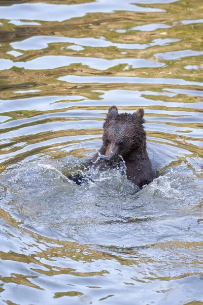 阿拉斯加某个地方在水里玩耍的熊宝宝 — 图库照片