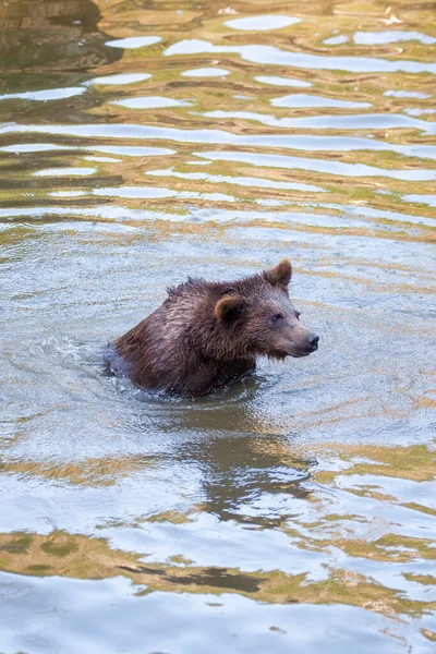 Αρκούδα Κουτάβι Παίζει Στο Νερό Κάπου Στην Αλάσκα — Φωτογραφία Αρχείου