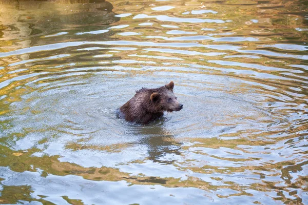 Ayı Yavrusu Alaska Bir Yerlerde Suda Oynuyor — Stok fotoğraf