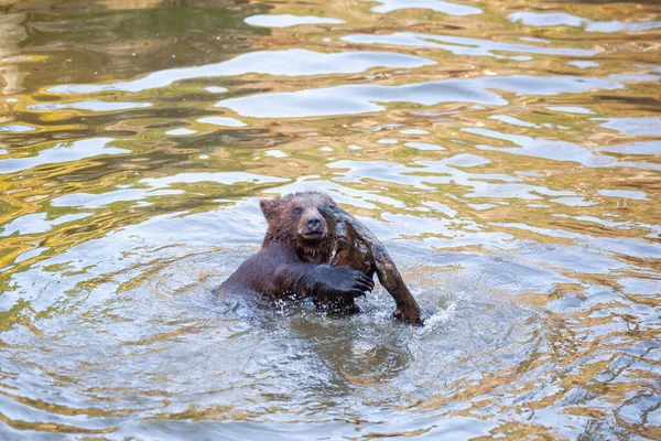 Alaska Bir Yerlerde Nehirde Çok Ayı Yavrusu Oynuyor — Stok fotoğraf