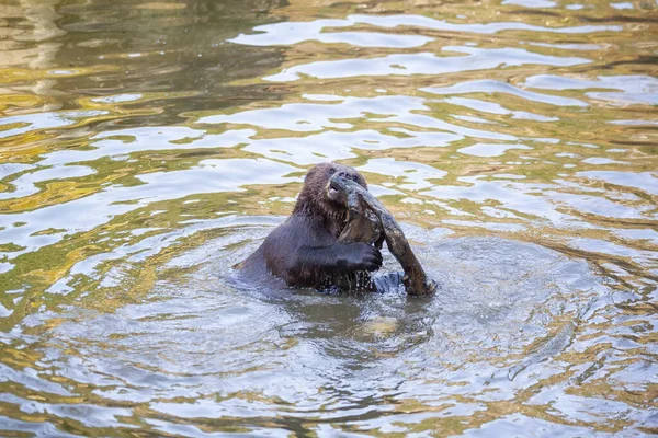 Peu Oursons Jouent Dans Rivière Quelque Part Alaska — Photo