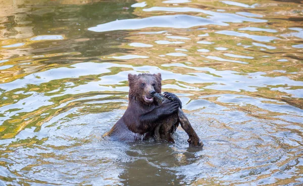 アラスカのどこかで遊んでいる熊の赤ちゃんはほとんどいません — ストック写真