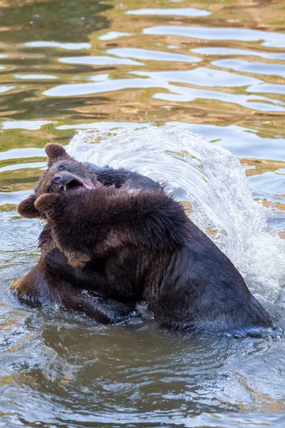 阿拉斯加某个地方两只小熊在水里玩得很开心 — 图库照片