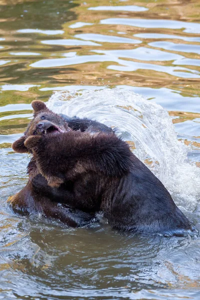 アラスカのどこかで水を楽しんでいる二匹のクマの赤ちゃん — ストック写真