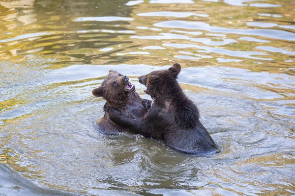 Dois Filhotes Urso Divertindo Água Algum Lugar Alasca — Fotografia de Stock