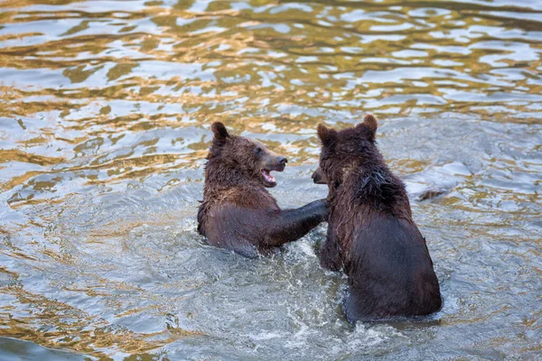 Два Ведмеді Бавляться Воді Десь Алясці — стокове фото