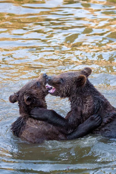 Dois Filhotes Urso Divertindo Água Algum Lugar Alasca — Fotografia de Stock