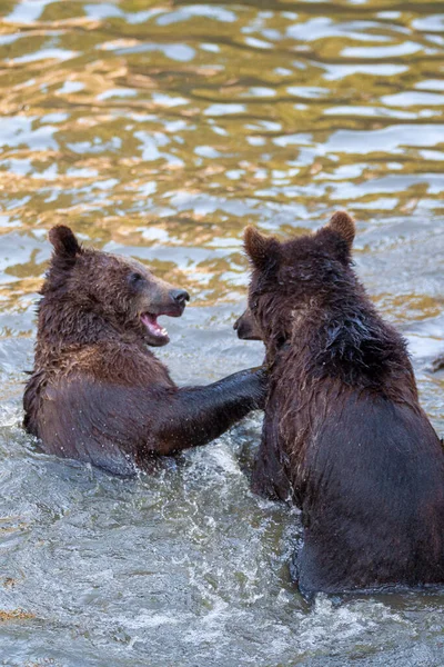 Twee Berenwelpen Hebben Plezier Het Water Ergens Alaska — Stockfoto