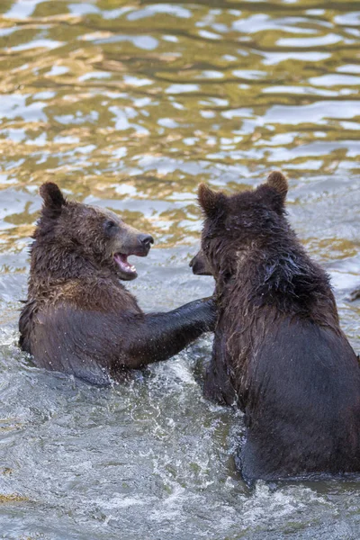 Dois Filhotes Urso Divertindo Água Algum Lugar Alasca — Fotografia de Stock