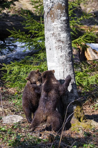 Malé Roztomilé Medvídě Hnědé Mláďata Hrát Spolu Lese — Stock fotografie