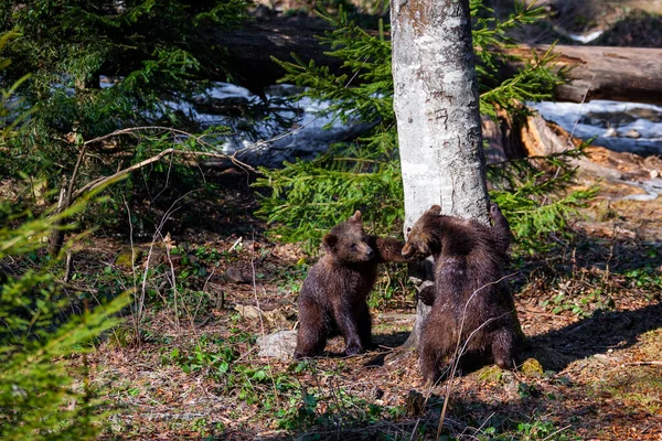 Piccoli Cuccioli Orso Bruno Carino Che Giocano Insieme Nella Foresta — Foto Stock