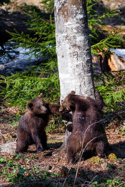 Μικρά Χαριτωμένα Καφέ Αρκουδάκια Που Παίζουν Μαζί Στο Δάσος — Φωτογραφία Αρχείου