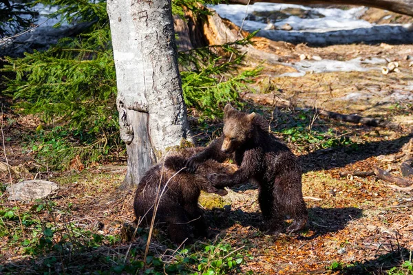 Pequenos Filhotes Urso Marrom Bonito Jogando Juntos Floresta — Fotografia de Stock