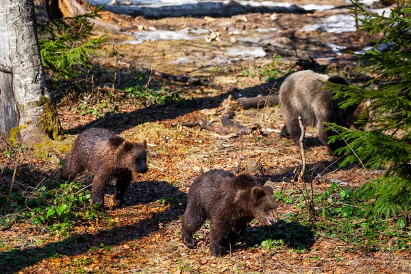 Pieni Söpö Ruskea Karhu Pentuja Leikkii Yhdessä Metsässä — kuvapankkivalokuva