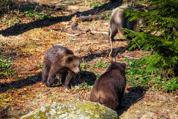 小さなかわいい茶色のクマの赤ちゃんは森の中で一緒に遊ぶ — ストック写真