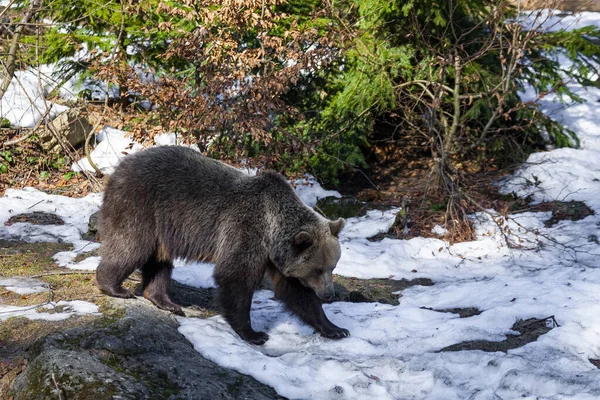 Big Brown Bear Wandering Snowy Forest Alaska — Stock Photo, Image