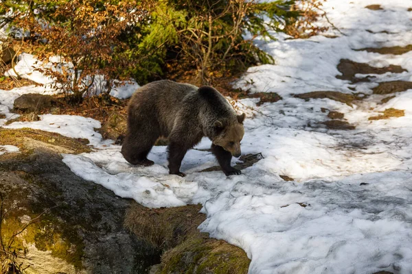 Big Brown Bear Wandering Snowy Forest Alaska — Stock Photo, Image