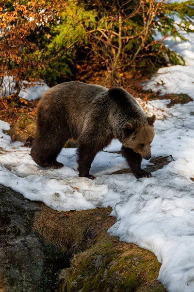 Big Brown Bear Wandering Snowy Forest Alaska — Stock Photo, Image