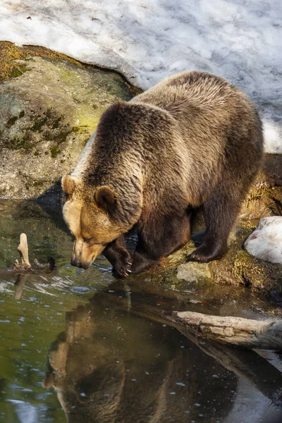 Grande Orso Bruno Che Vaga Nella Foresta Innevata Alaska — Foto Stock