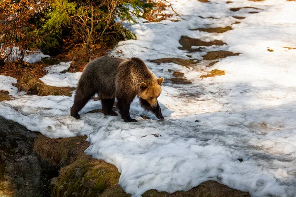 Gran Oso Pardo Deambulando Por Bosque Nevado Alaska —  Fotos de Stock