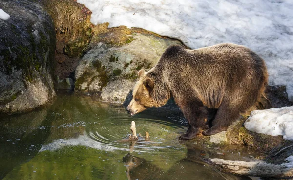 Grande Orso Bruno Che Vaga Nella Foresta Innevata Alaska — Foto Stock