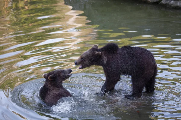 Två Björnungar Som Roar Sig Vatten Någonstans Alaska — Stockfoto