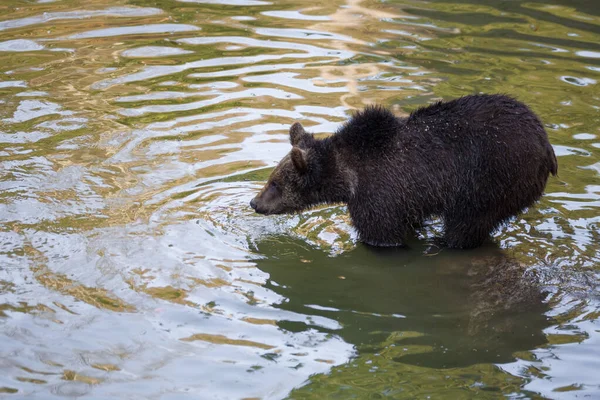 Pequeno Urso Pardo Divertindo Água — Fotografia de Stock