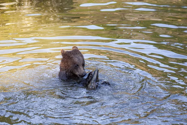 Αρκούδα Κουτάβι Παίζει Ξύλινο Κούτσουρο Στο Νερό Κάπου Στην Αλάσκα — Φωτογραφία Αρχείου