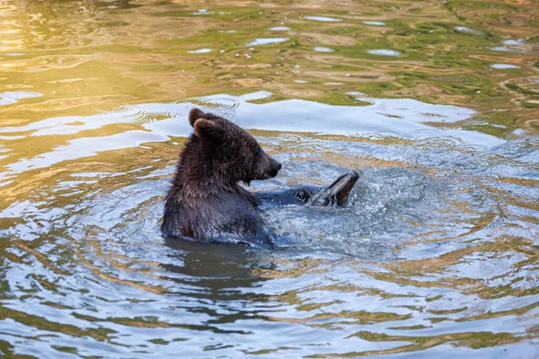 クマの赤ちゃんはアラスカのどこかで木の丸太と遊んでいます — ストック写真