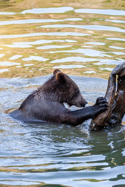 Ayı Yavrusu Alaska Bir Yerlerde Sudaki Ahşap Kütükle Oynuyor — Stok fotoğraf