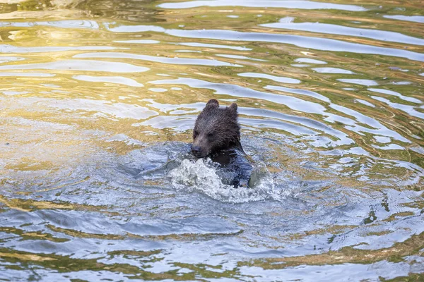 Αρκούδα Κουτάβι Παίζει Ξύλινο Κούτσουρο Στο Νερό Κάπου Στην Αλάσκα — Φωτογραφία Αρχείου