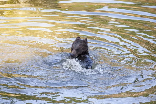 クマの赤ちゃんはアラスカのどこかで木の丸太と遊んでいます — ストック写真